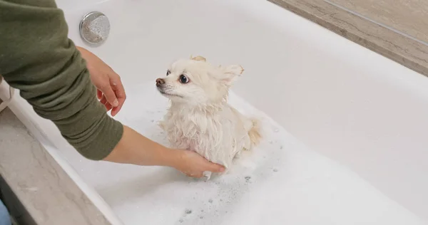Pomeranian Σκυλί Κάνει Μπάνιο — Φωτογραφία Αρχείου