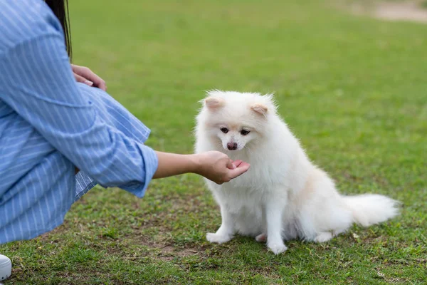 Woman Feed Her Pomeranian Dog Park — Stock Photo, Image