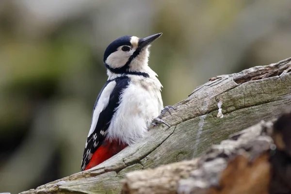 Gran Pájaro Carpintero Manchado Forrajeando — Foto de Stock