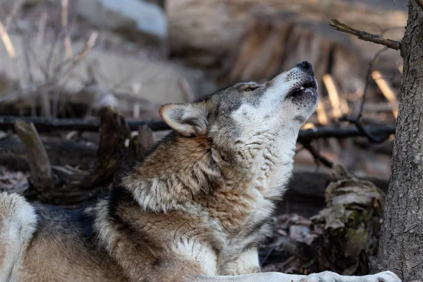 Grote Huilende Wolf Liggend Bosbodem — Stockfoto