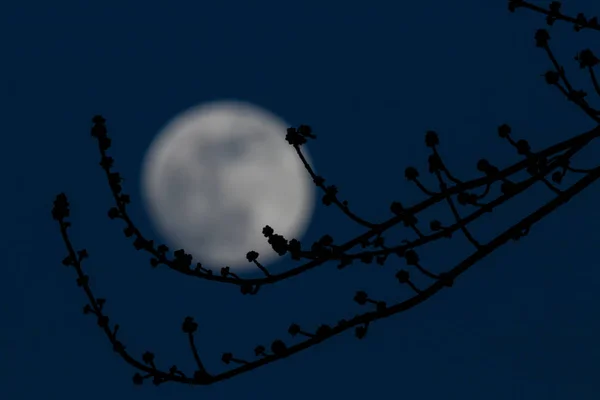 Ein Zweig Mit Kleinen Knospen Vor Dem Großen Weißen Mond — Stockfoto