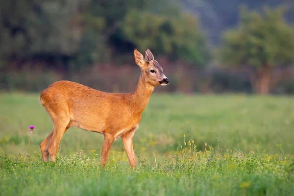 Νεαρό Ελάφι Capreolus Capreolus Ελάφι Καλοκαίρι Φρέσκο Πράσινο Γρασίδι Άγριο — Φωτογραφία Αρχείου