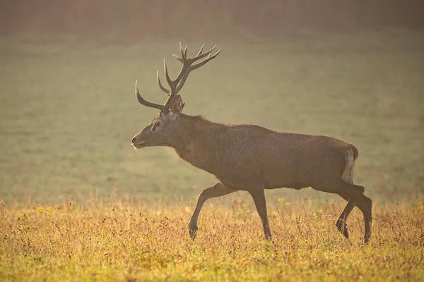 Rothirsch Gebärmutterhals Hirsch Morgenlicht Action Tierwelt Majestätischer Bock Bewegung Silhouette — Stockfoto