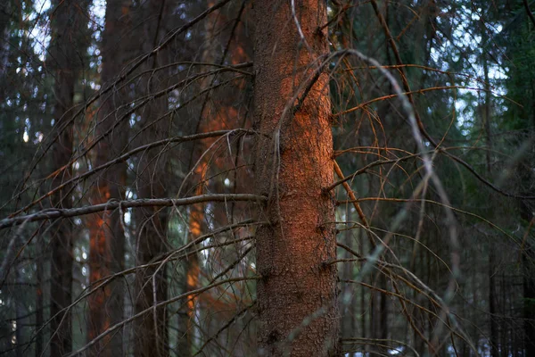 暗い森の中の木に輝く太陽の最後の光線 — ストック写真