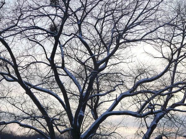 나무가 겨울에 — 스톡 사진