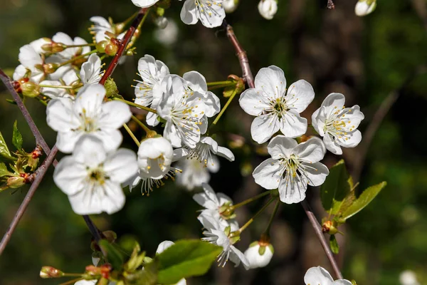 Floraison Printanière Des Arbres Arbustes Blanc Cerisier — Photo