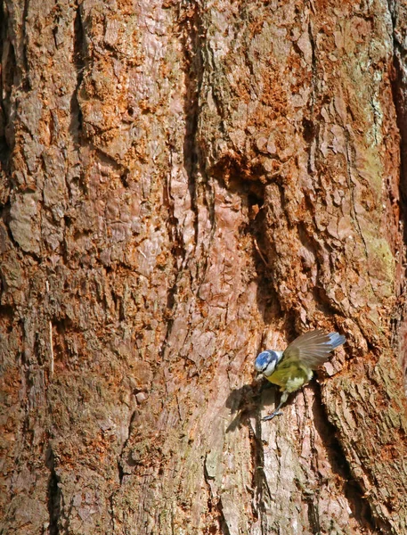 Blaue Cyanistes Caeruleus Stamm Eines Mammutbaums — Stockfoto