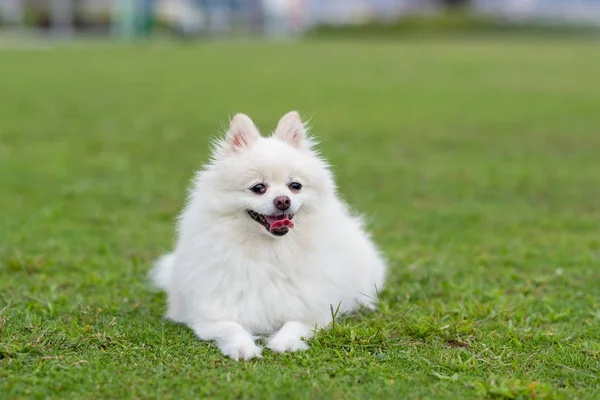 Biały Pies Pomeranian Zielonym Trawniku — Zdjęcie stockowe