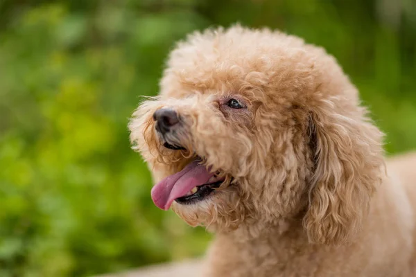 Perro Caniche Raza Pura Perro Rizado —  Fotos de Stock