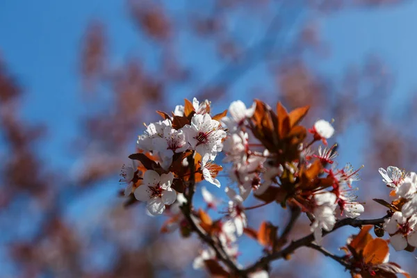 Ramas Ciruela Que Florecen Contra Cielo Azul Floración Primavera — Foto de Stock