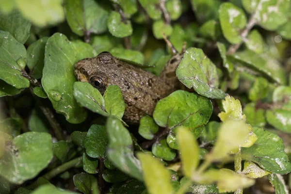 Маленькая Лягушка Прячется Зеленых Листьях — стоковое фото