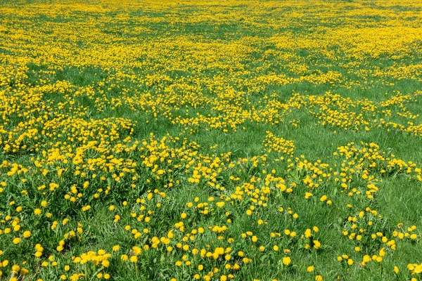 Gele Groene Bloemenweide Met Weelderige Bloeiende Paardebloemen — Stockfoto