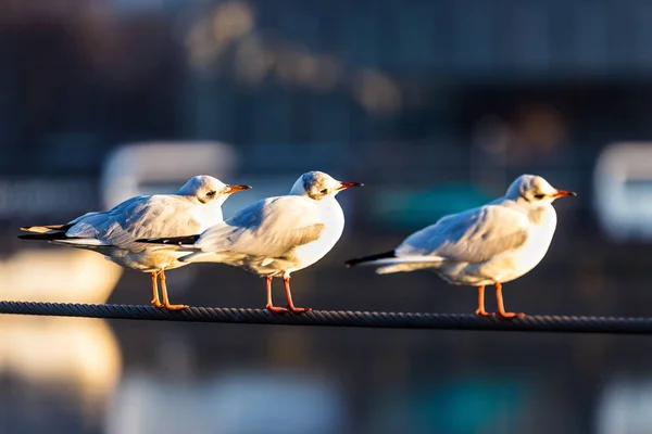 Möwen Auf Einem Stahlseil Genießen Den Sonnenuntergang — Stockfoto