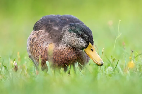 Vue Panoramique Canard Colvert Mignon Nature — Photo