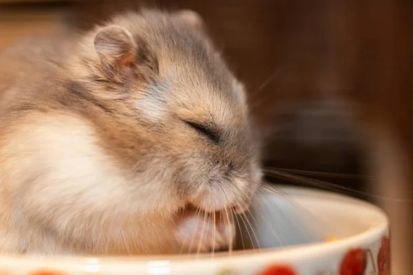 Sweet dwarf hamster sleeps in the food bowl, Close-up, portrait