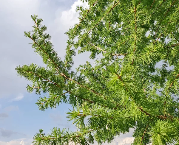 Větev Modřínového Stromu Zblízka — Stock fotografie