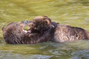 Two grizzlies (Ursus arctos horribilis) playing in the water clipart