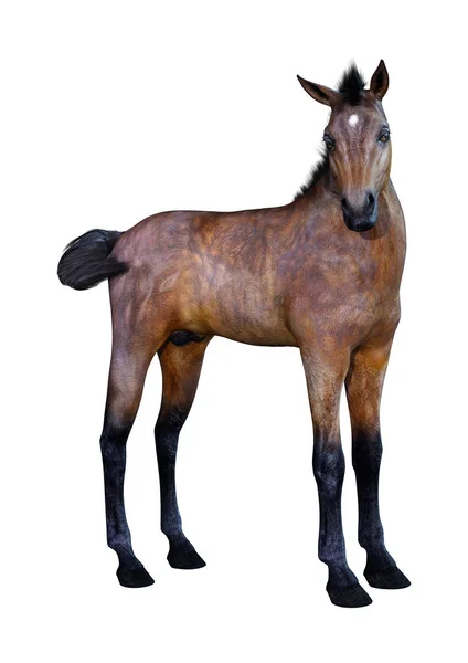 Rendering Bay Horse Foal Isolated White Background — Stock Photo, Image
