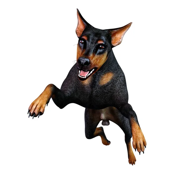 Рендеринг Черной Собаки Добермана Белом Фоне — стоковое фото