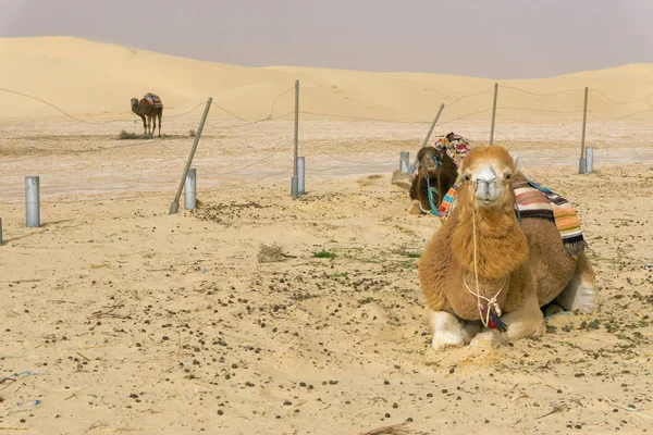 Tres Coloridos Camellos Descansan Desierto Ong Jemel Túnez — Foto de Stock