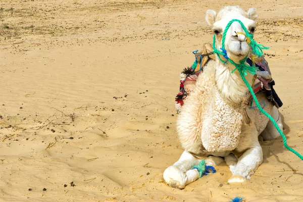 Beautiful White Camel Closeup Ong Jemel Desert Tunisia — Stock Photo, Image