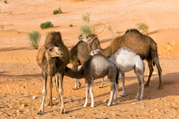 Jóvenes Camellos Salvajes Desierto Del Sahara Túnez —  Fotos de Stock