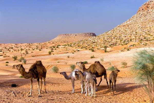 Wunderschöne Landschaft Mit Kamelen Und Dem Hintergrund Der Sahara Wüste — Stockfoto