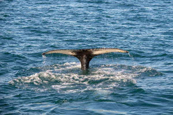 Buckelwal Auf Island Von Einer Walbeobachtungstour — Stockfoto