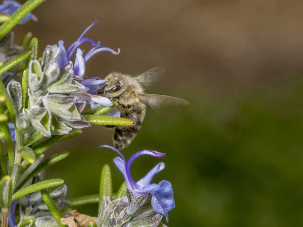 Пчела Весной Летит Цветку Розмарина Размытом Фоне Скопировать Пространство — стоковое фото
