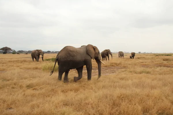 Egy Elefánt Jön Vissza Fürödésből Csordába — Stock Fotó