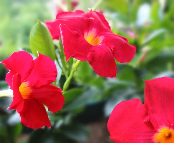 Λαμπερό Κόκκινο Τροπικό Λουλούδι Mandevilla Dipladenia Στον Κήπο — Φωτογραφία Αρχείου