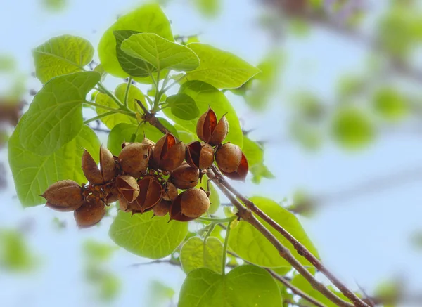 Paulownia Tomentosa树种子和叶子 — 图库照片