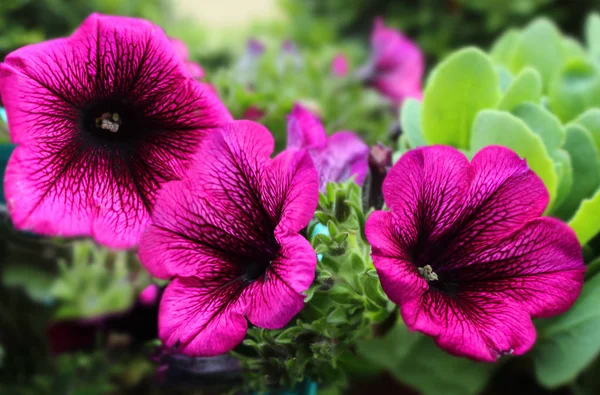 Petúnia Deep Purple Superpurtunia Petunia Com Veias Roxas Profunda Flor — Fotografia de Stock