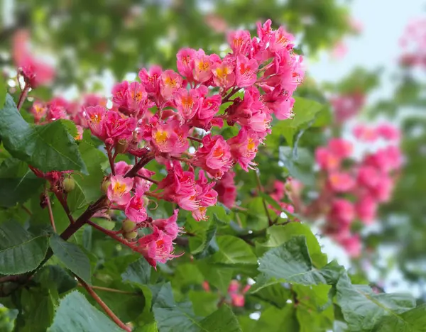 Kırmızı Bahar Çiçeği Pembe Çiçekler Kestane Ağacı — Stok fotoğraf