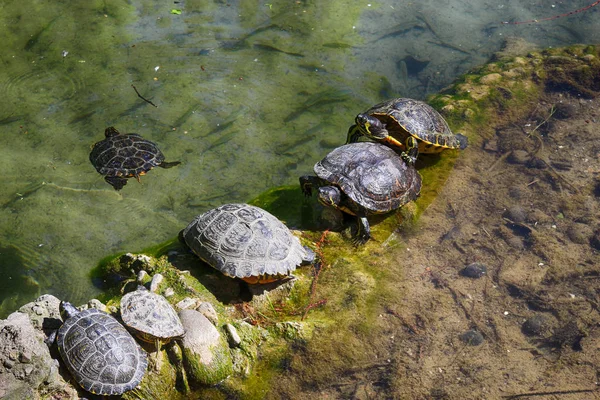 Черепахи Тварини Фауна Природи — стокове фото