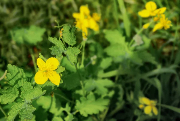 花园中的药用植物芹菜 — 图库照片