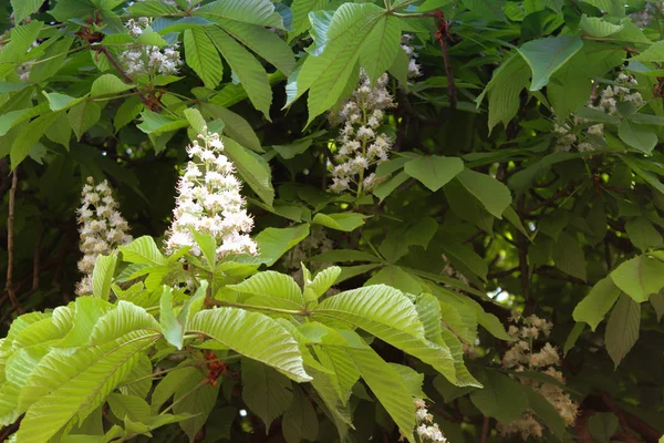 Castagno Con Fiori Primaverili Fiore — Foto Stock