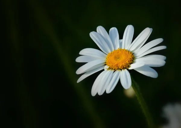 Weiße Gänseblümchen Garten — Stockfoto