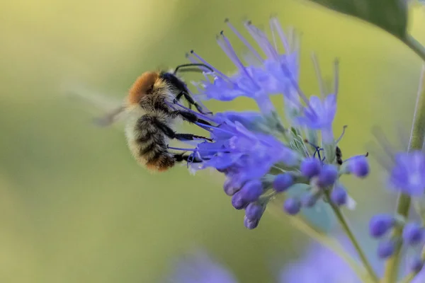 Hermosa Abeja Sobre Una Flor Azul Flor Fondo Verde Borrosa —  Fotos de Stock