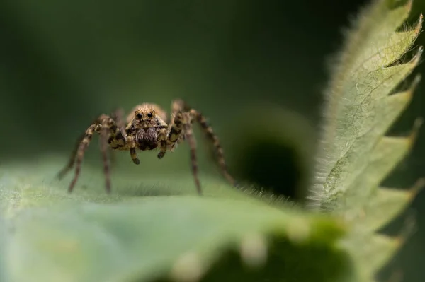 Aranha Pequena Uma Folha Verde Olhando Diretamente Para Câmera — Fotografia de Stock