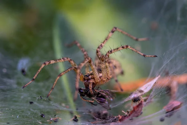 Malý Pavouk Sedí Pavučině Mouchu — Stock fotografie