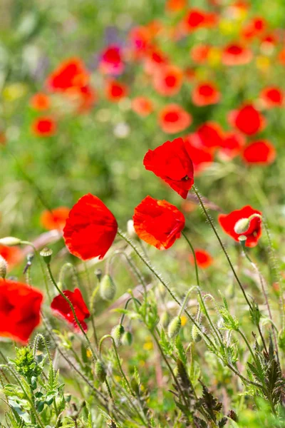 Abstrakt Rörliga Röd Vallmo Blommor Solen Dag Gräset — Stockfoto