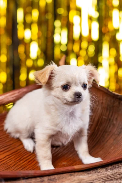 Estudio Cachorro Chihuahua Sobre Fondo Dorado —  Fotos de Stock