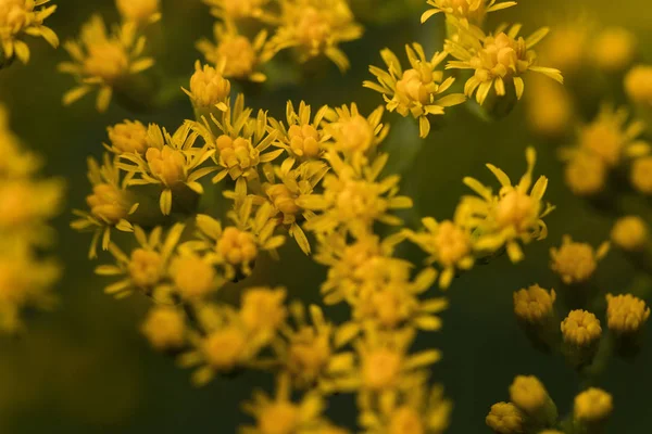 Gula Lilla Blommornas Hav Närbild Makro — Stockfoto