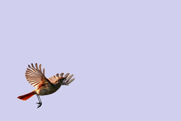 Garten Rotierte Weibchen Phoenicurus Phoenicurus Flug — Stockfoto