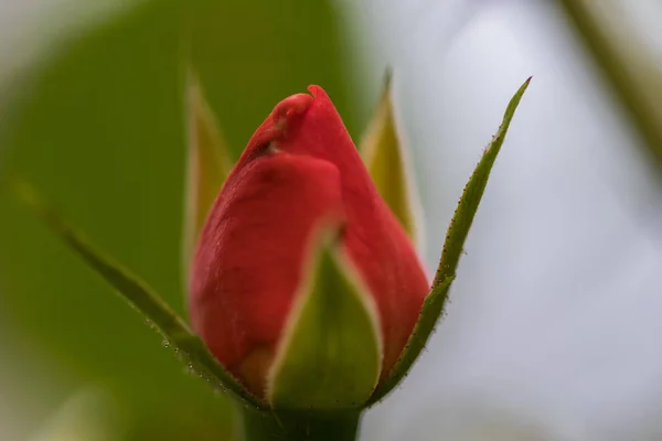 Boutons Roses Rouges Sur Flanc Gros Plan Macro — Photo