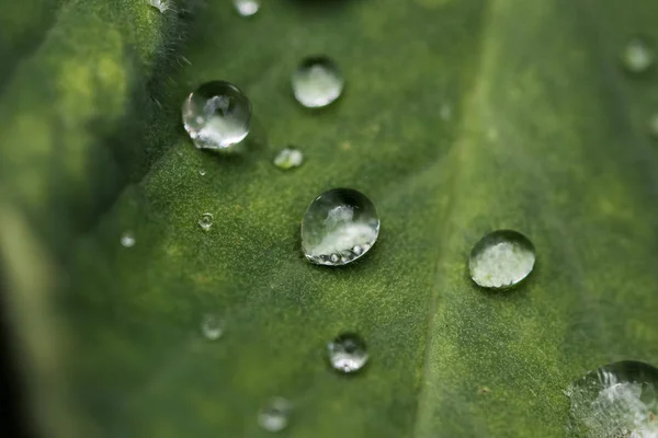 绿叶上的雨滴 — 图库照片