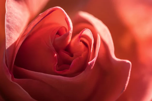 Gül Çiçeği Yakın Planda Bir Gülün Ortasında Yan Taraftan Güneş — Stok fotoğraf