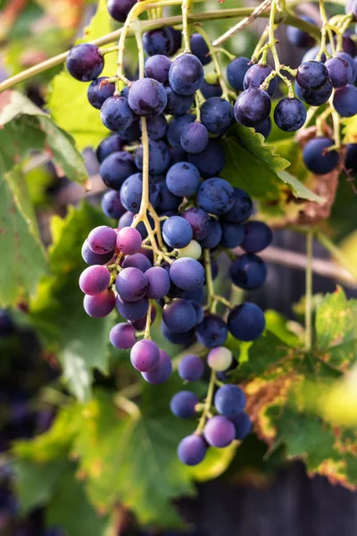 Rote Dunkle Trauben Rebstöcke Mehrjährige Weine — Stockfoto