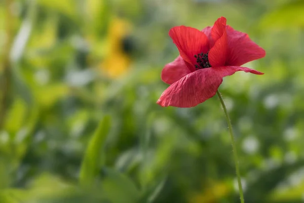 Één Papaver Een Groen Veld — Stockfoto